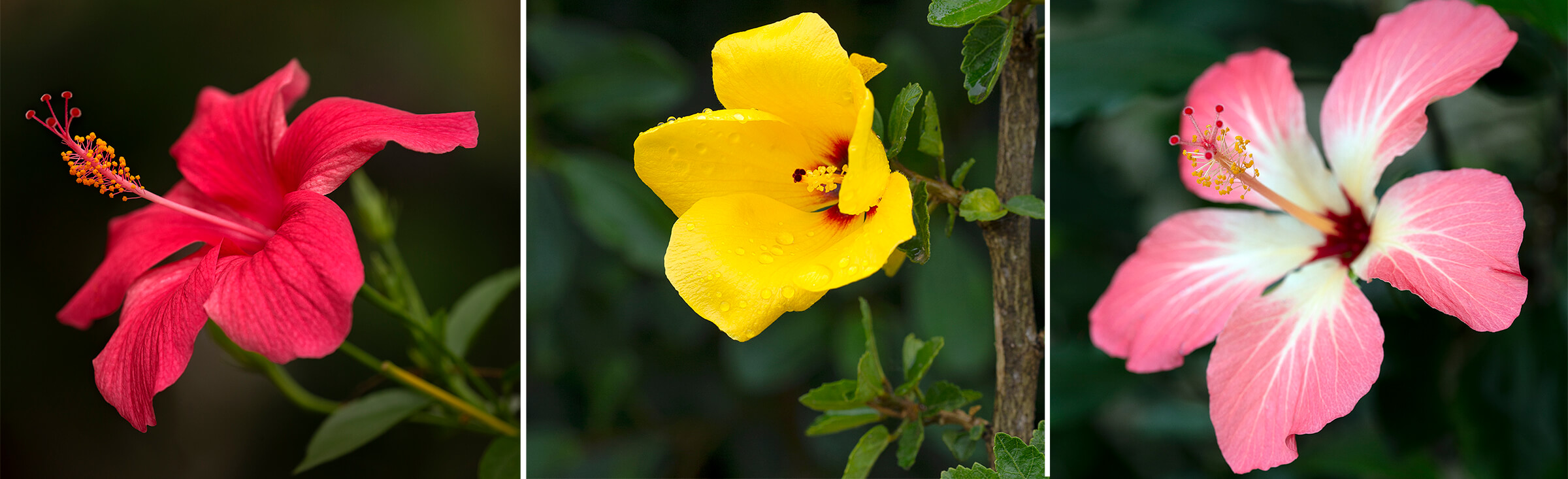 Hibiscus  San Diego Zoo Animals & Plants