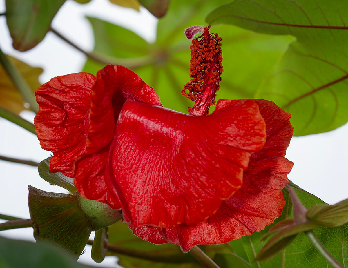 Hibiscus  San Diego Zoo Animals & Plants