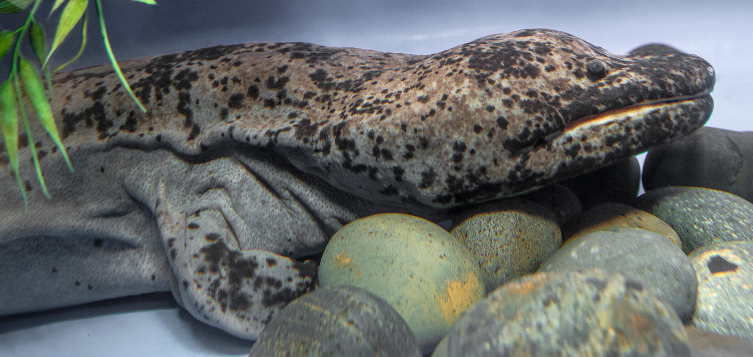 Chinese Giant Salamander is 5 Species—And They're Threatened