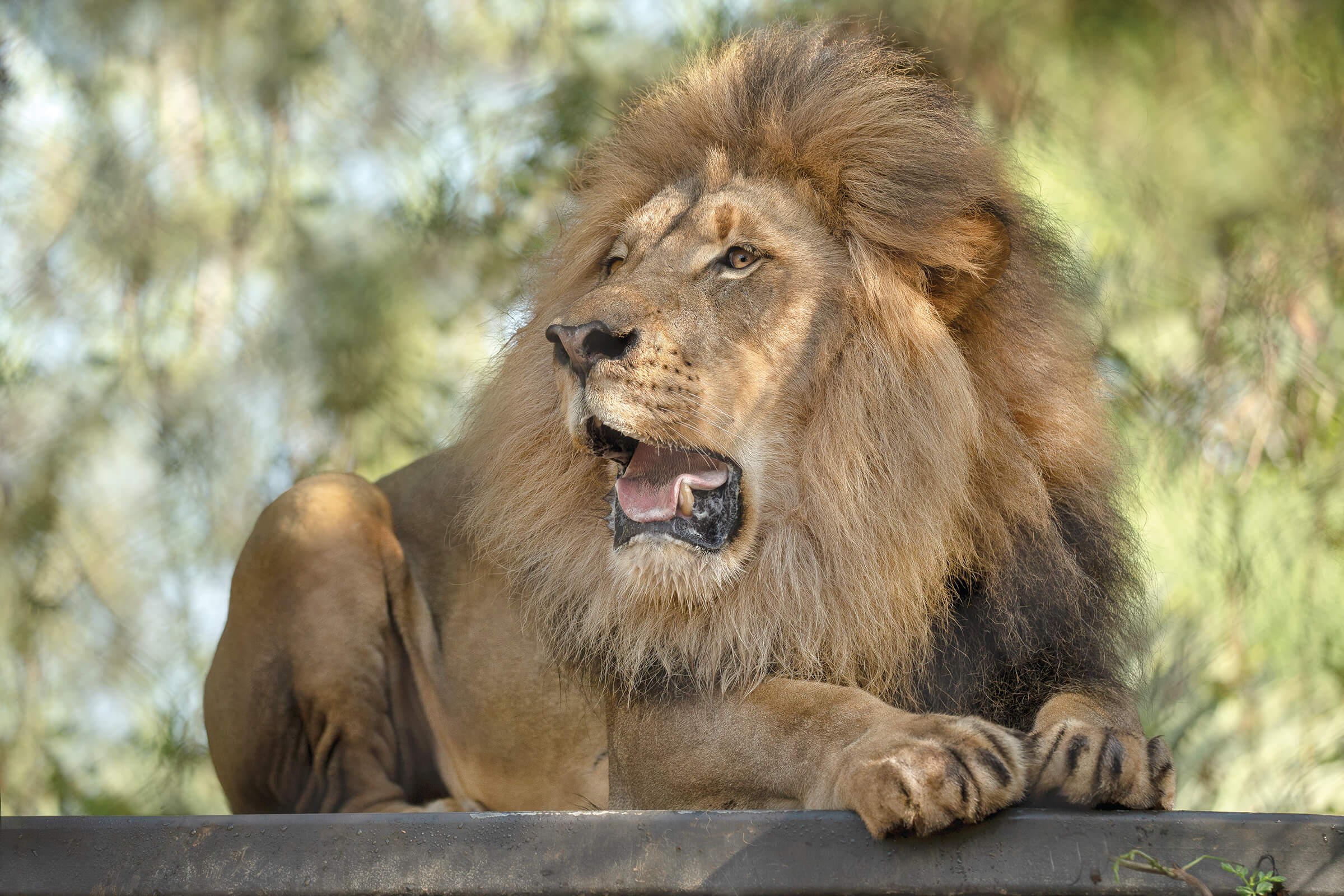 Learn Your Lions San Diego Zoo Wildlife Alliance Stories