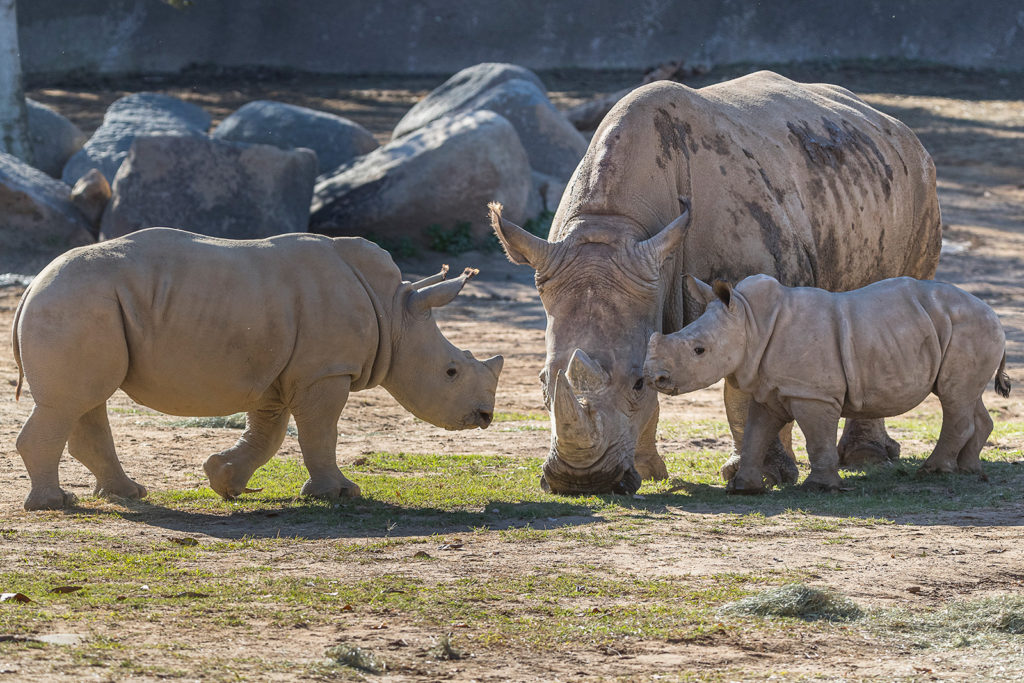 The Crash at the Rhino Rescue Center, It is hoped that the …