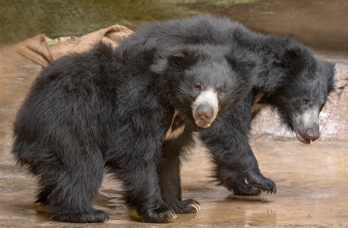 Sloth Bear  San Diego Zoo Animals & Plants