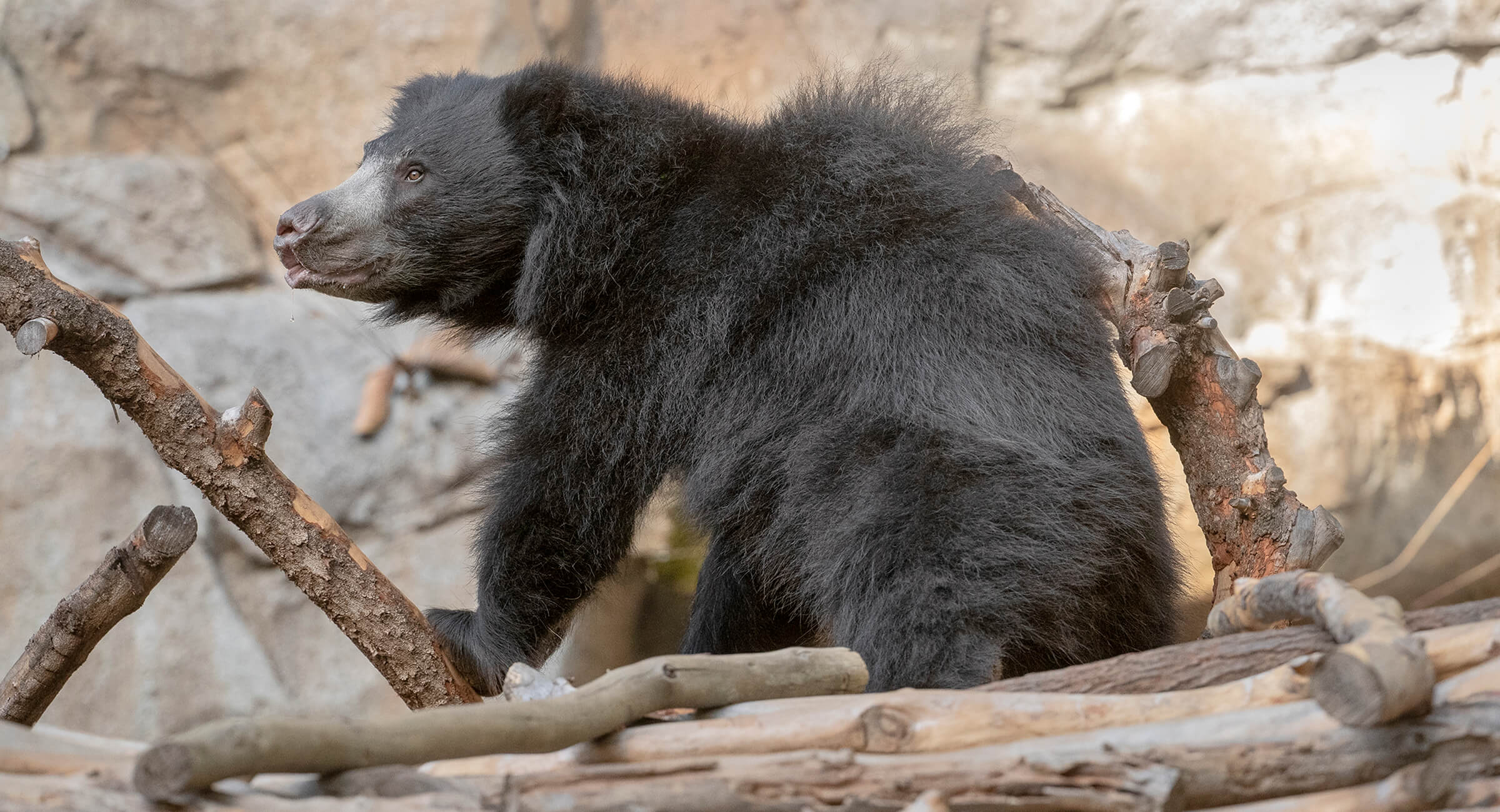 Sloth Bear  San Diego Zoo Animals & Plants