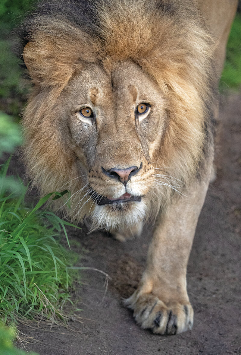 Lion  San Diego Zoo Animals & Plants