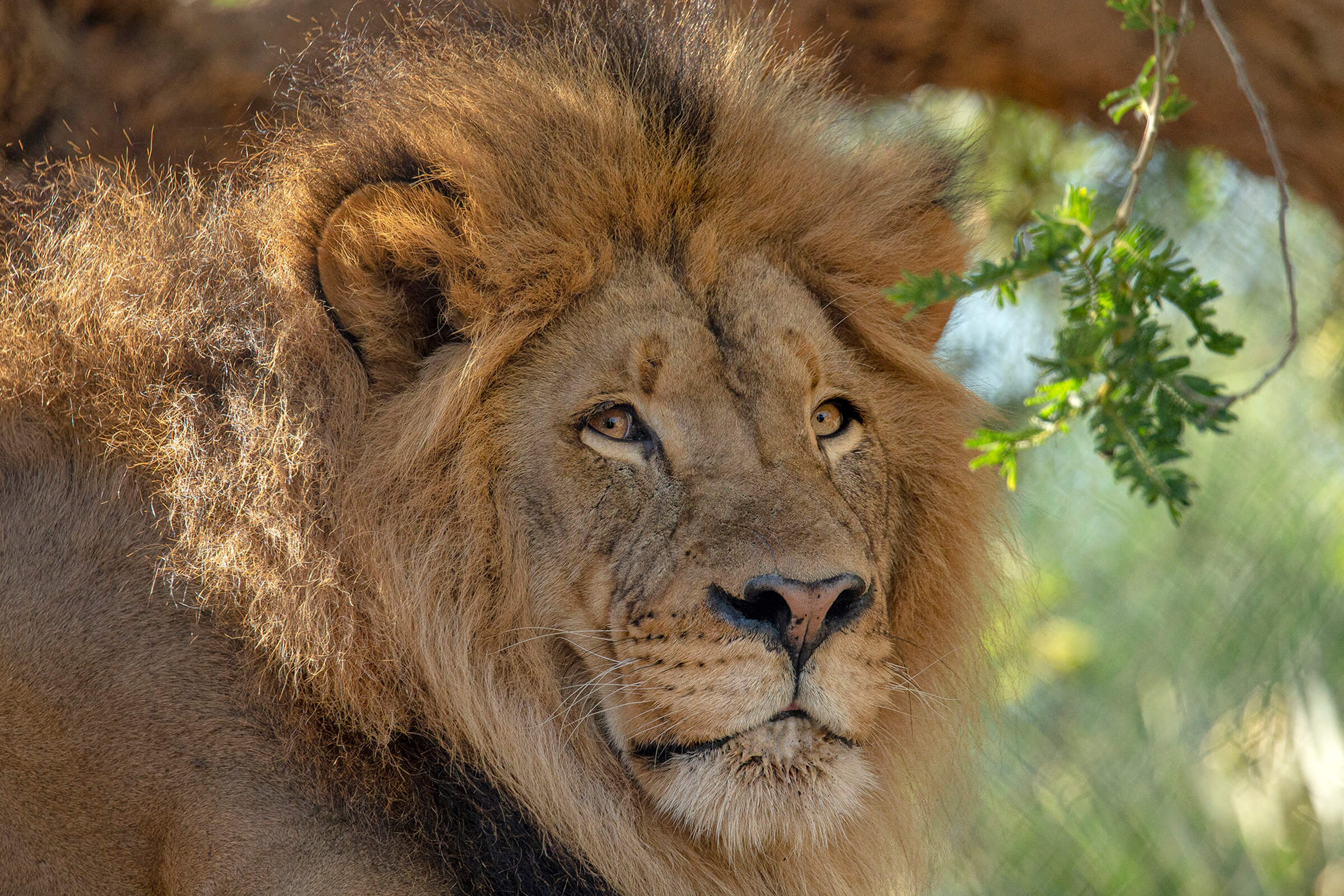 Learning to be lions  San Diego Zoo Wildlife Explorers