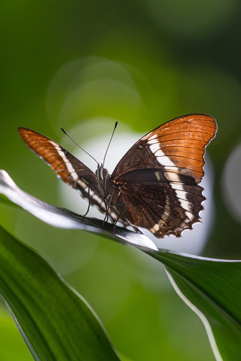 San Diego Zoo Safari Park Launches New Butterfly Cam To Bring