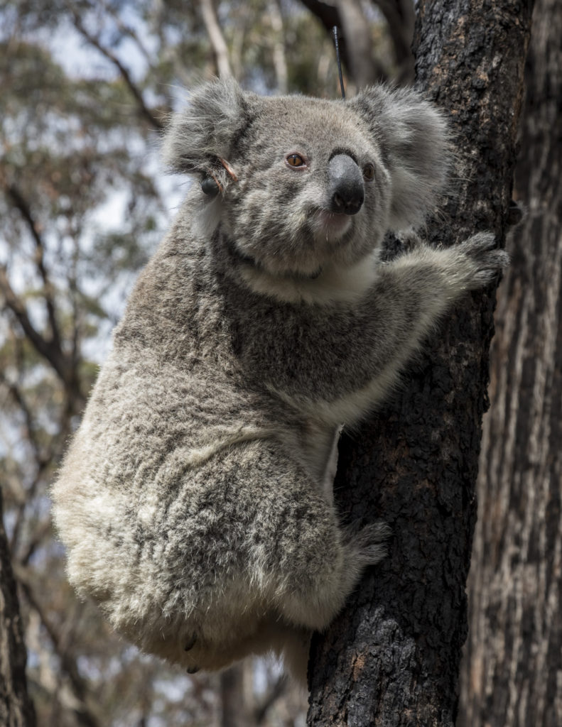 Australia's efforts to bring koalas back from the brink of