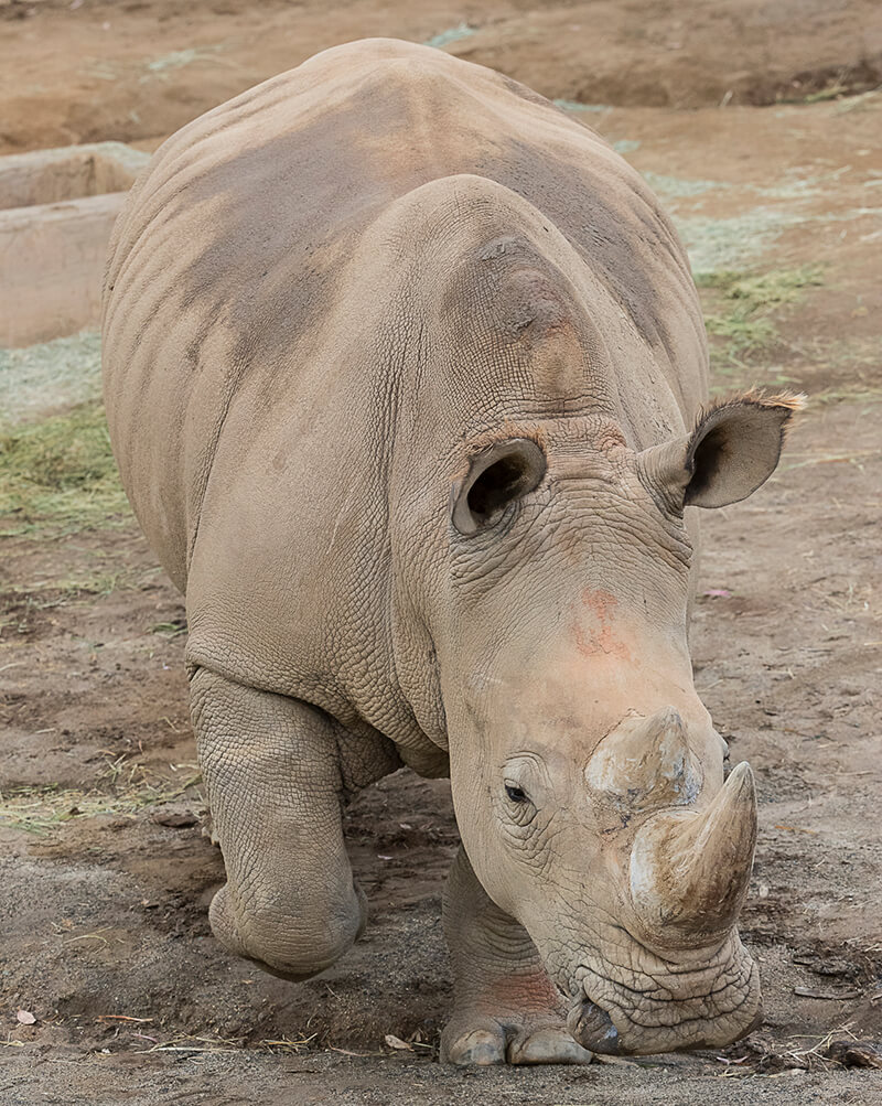 Rhinos at Nikita Kahn Rhino Rescue Center at the San Diego Zoo Safari Park  Explore New Habitat