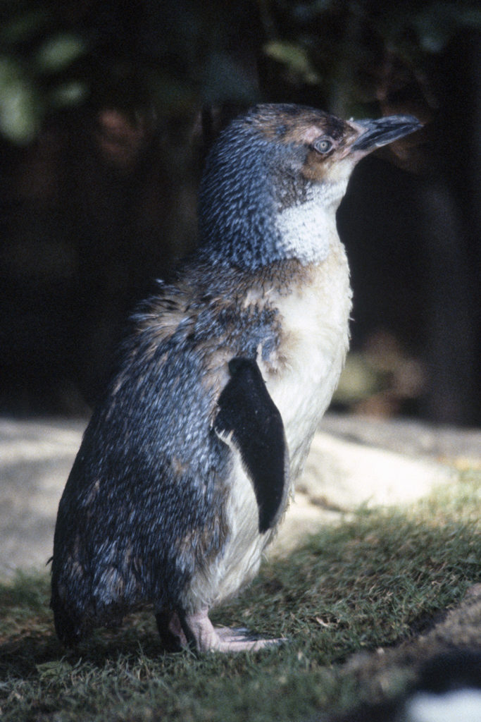 Animals – San Diego Zoo Wildlife Alliance Stories