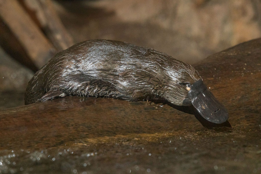 san diego zoo safari park platypus