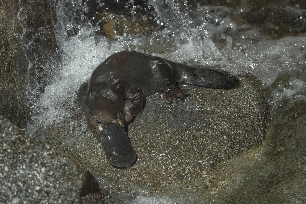 san diego zoo safari park platypus