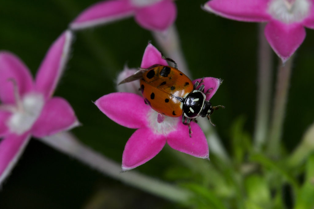 Ladybug  San Diego Zoo Animals & Plants