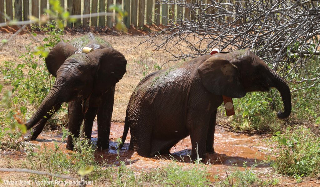 San Diego Zoo Elephants' Journey Back To The Wild Continues In Kenya