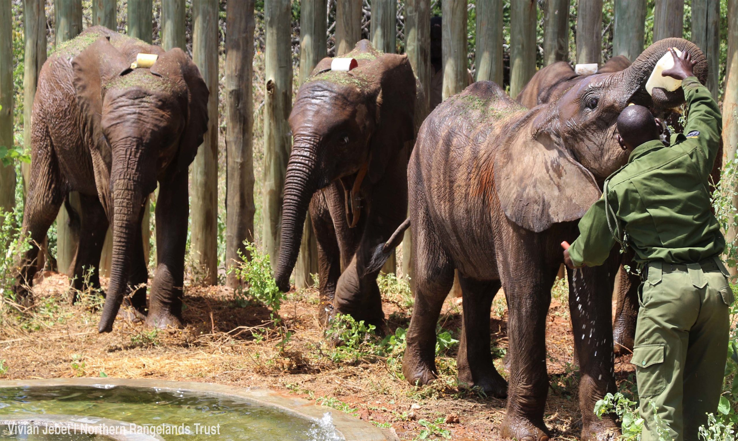 San Diego Zoo Elephants' Journey Back To The Wild Continues In Kenya