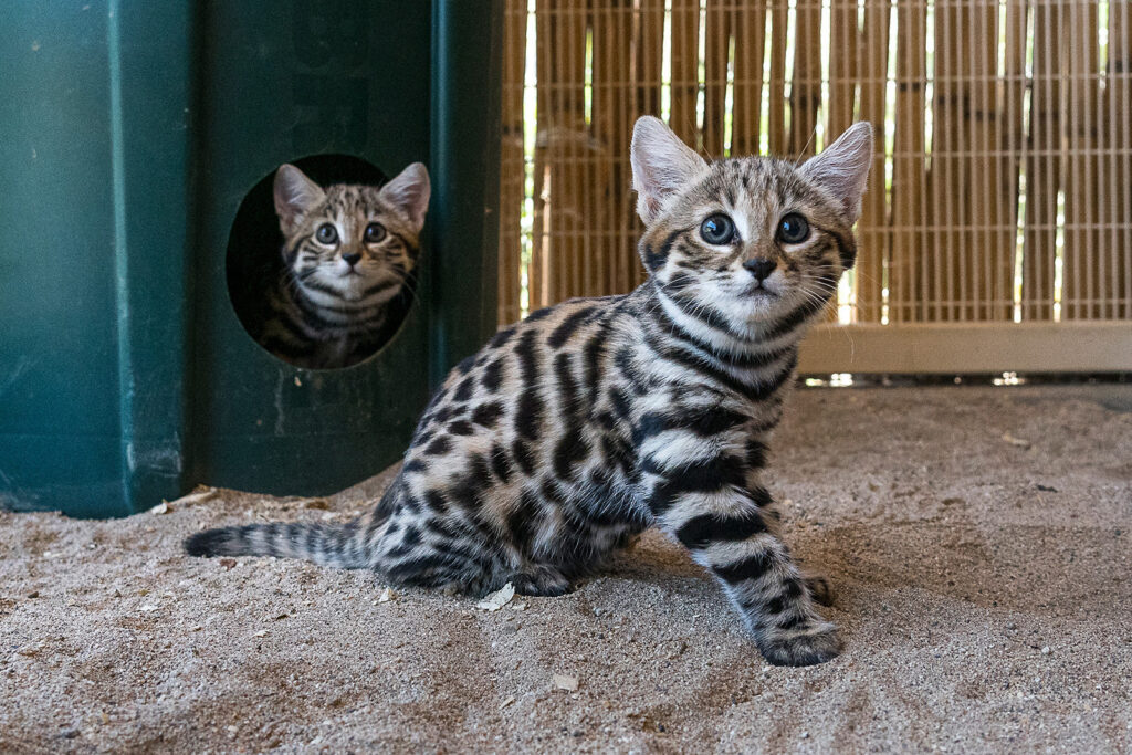 black footed cat pet