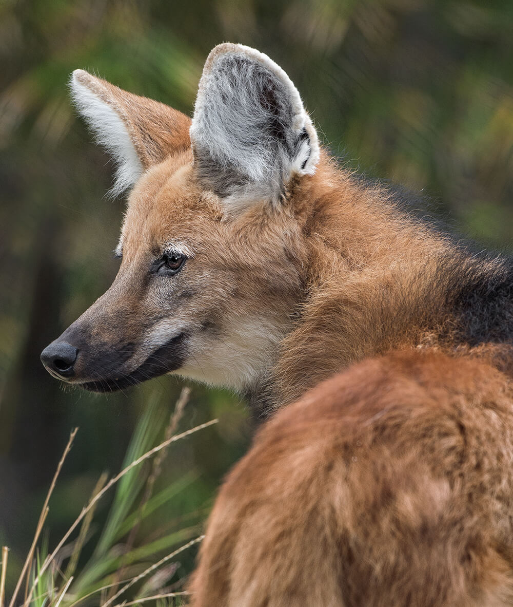 maned wolf