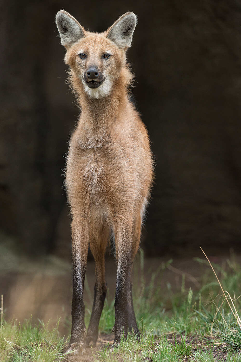 maned wolf eyes