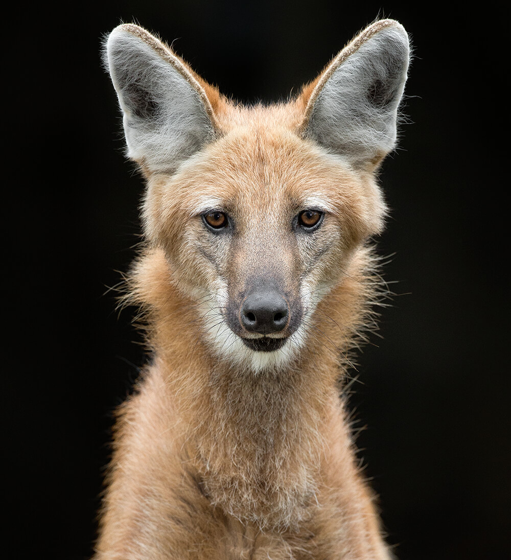 maned wolf eyes