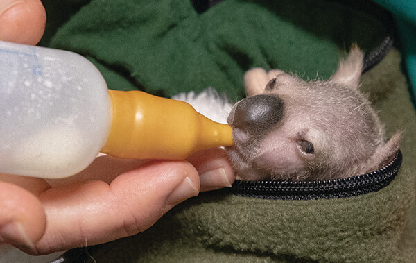 Baby koala weigh-in: San Diego Zoo joey Koalacam check-up gives