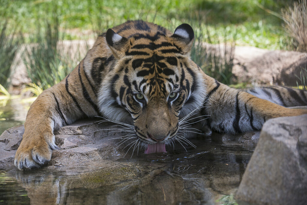 21 Terrific Tiger Facts – San Diego Zoo Wildlife Alliance Stories