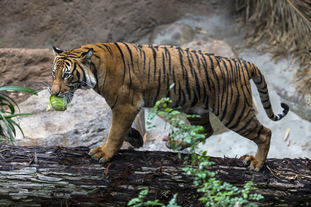 Tiger, Tiger  San Diego Zoo Wildlife Explorers