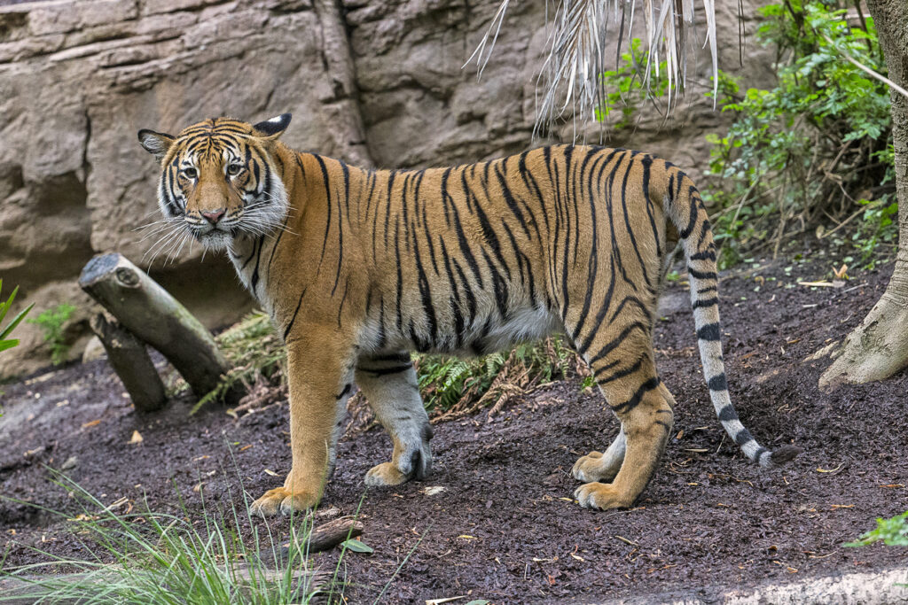 Tiger, Tiger  San Diego Zoo Wildlife Explorers