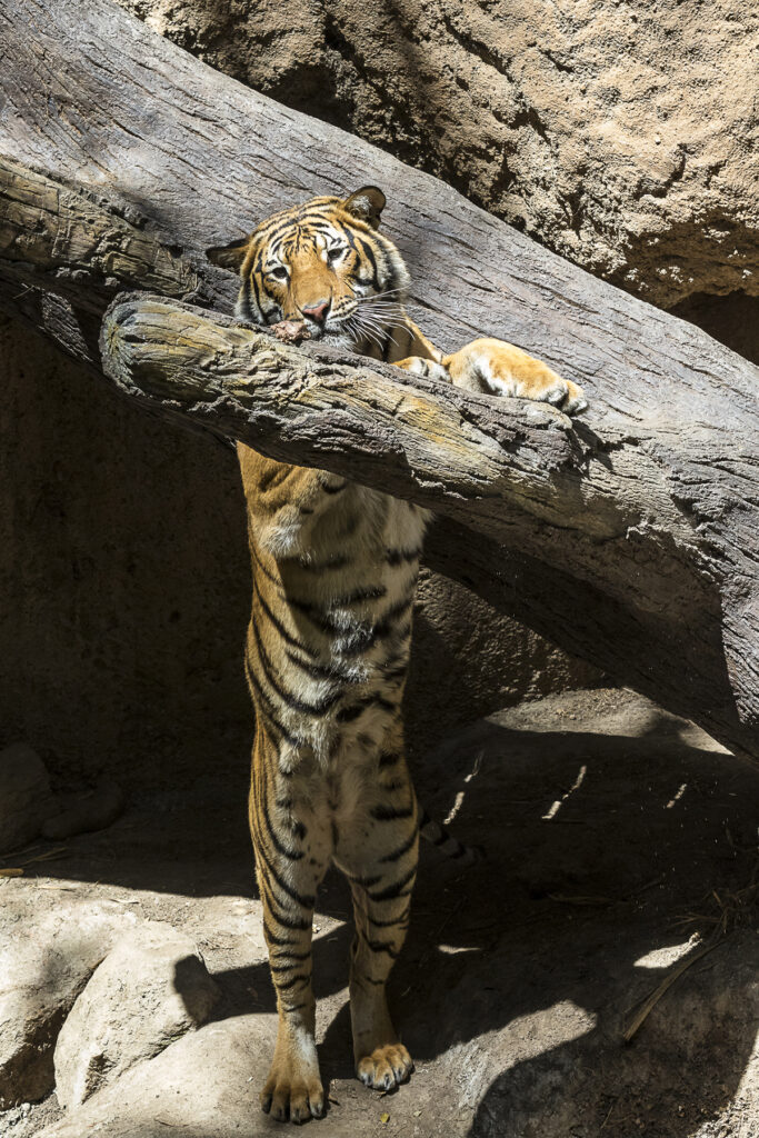 21 Terrific Tiger Facts – San Diego Zoo Wildlife Alliance Stories