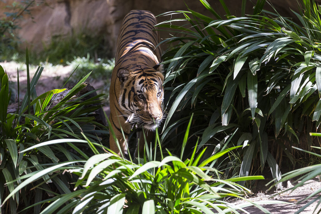 21 Terrific Tiger Facts – San Diego Zoo Wildlife Alliance Stories