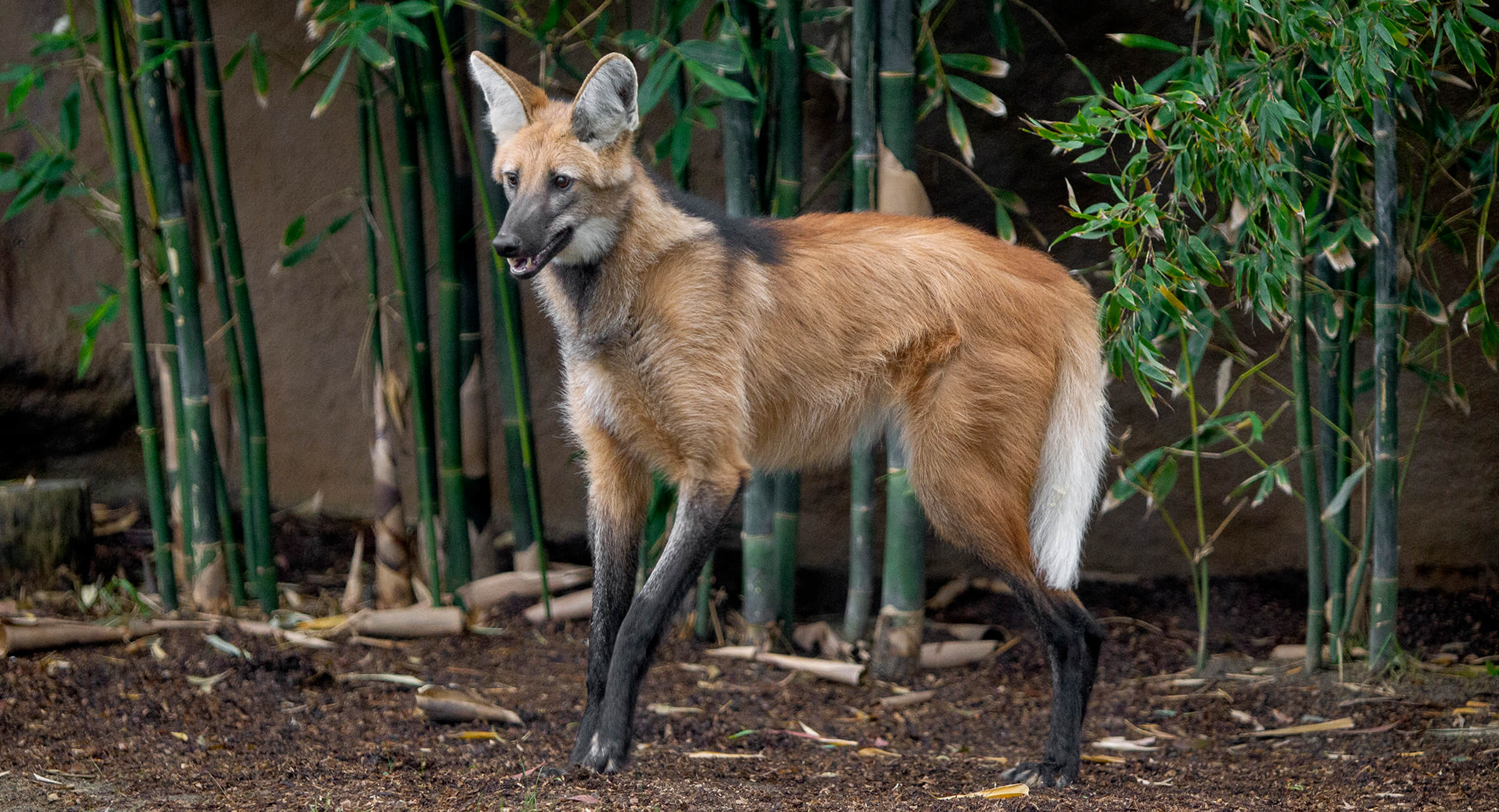 maned wolf eyes