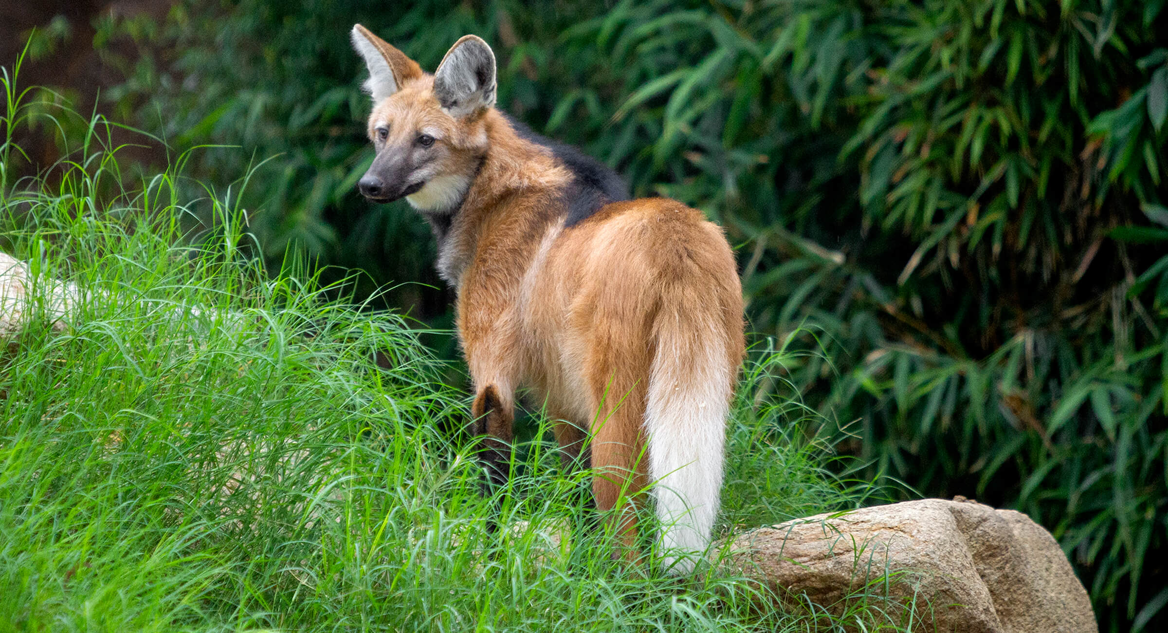 Maned Wolf Mask 