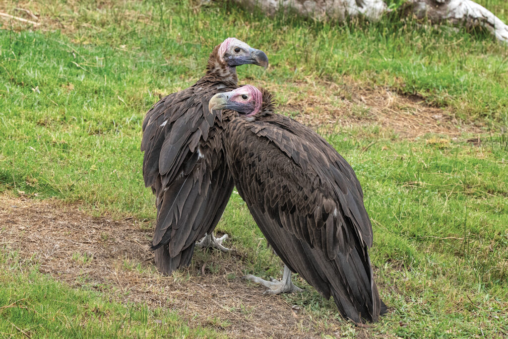 Endangered vultures hatch in captivity in India - The San Diego  Union-Tribune