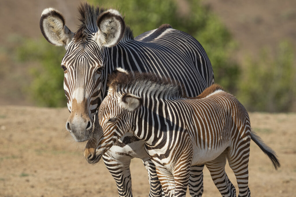 Six Endangered Grevy's Zebra Foals Make Their Debut at the San… – San Diego  Zoo Wildlife Alliance Stories