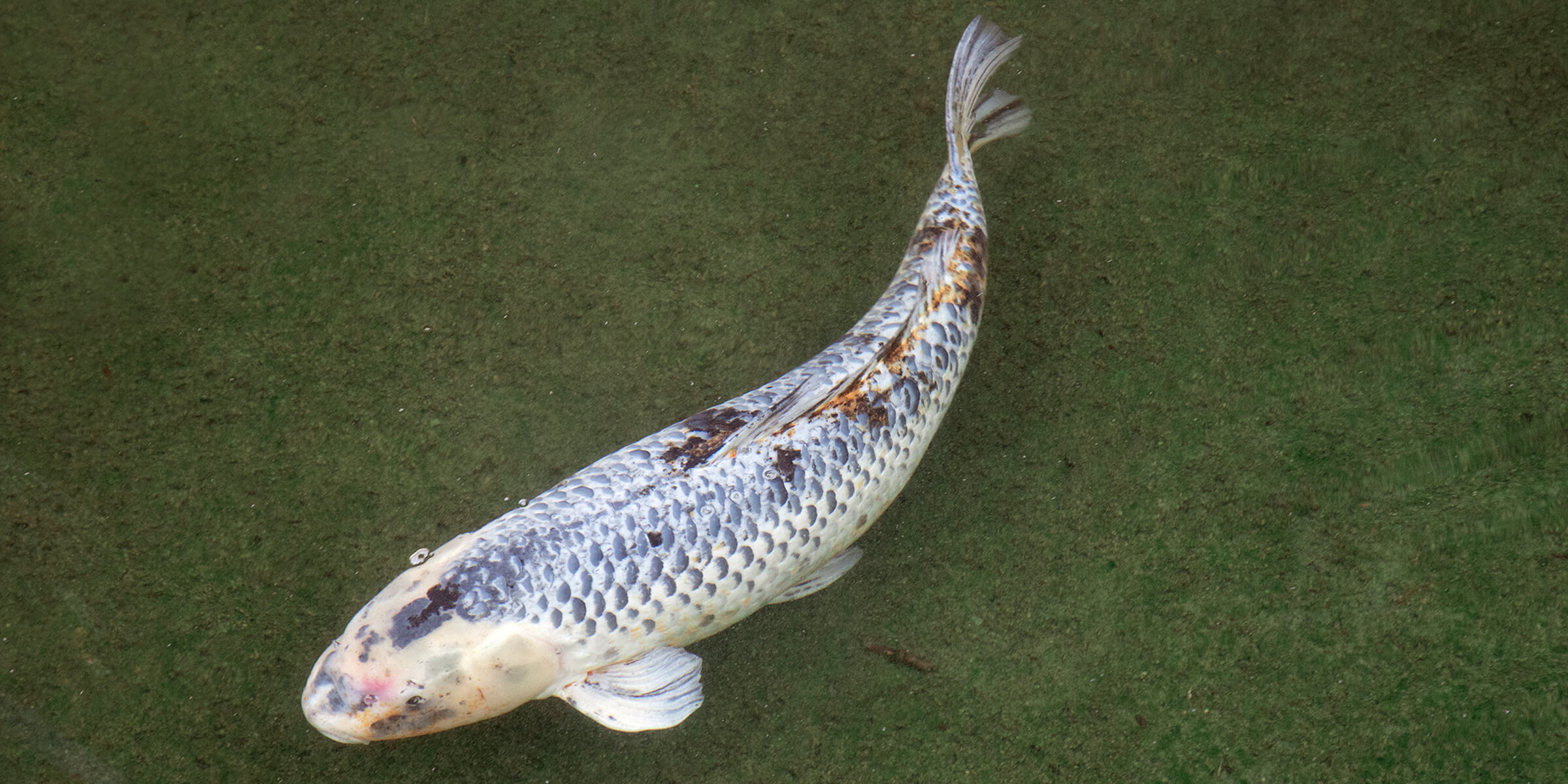 Koi Story – San Diego Zoo Wildlife Alliance Stories