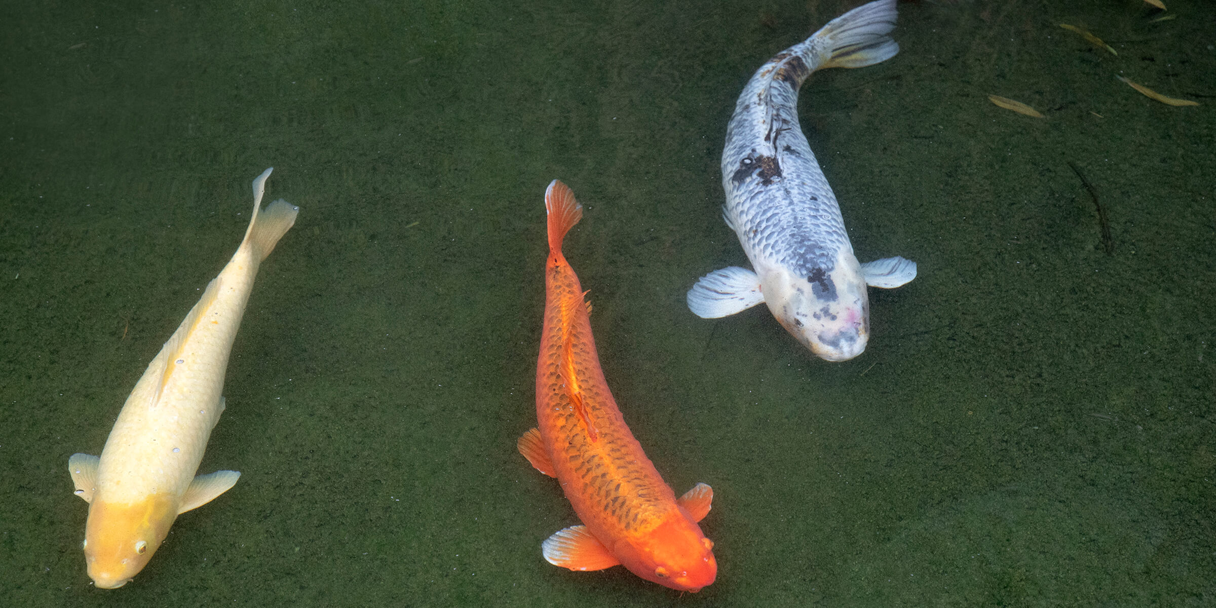 Koi Story – San Diego Zoo Wildlife Alliance Stories