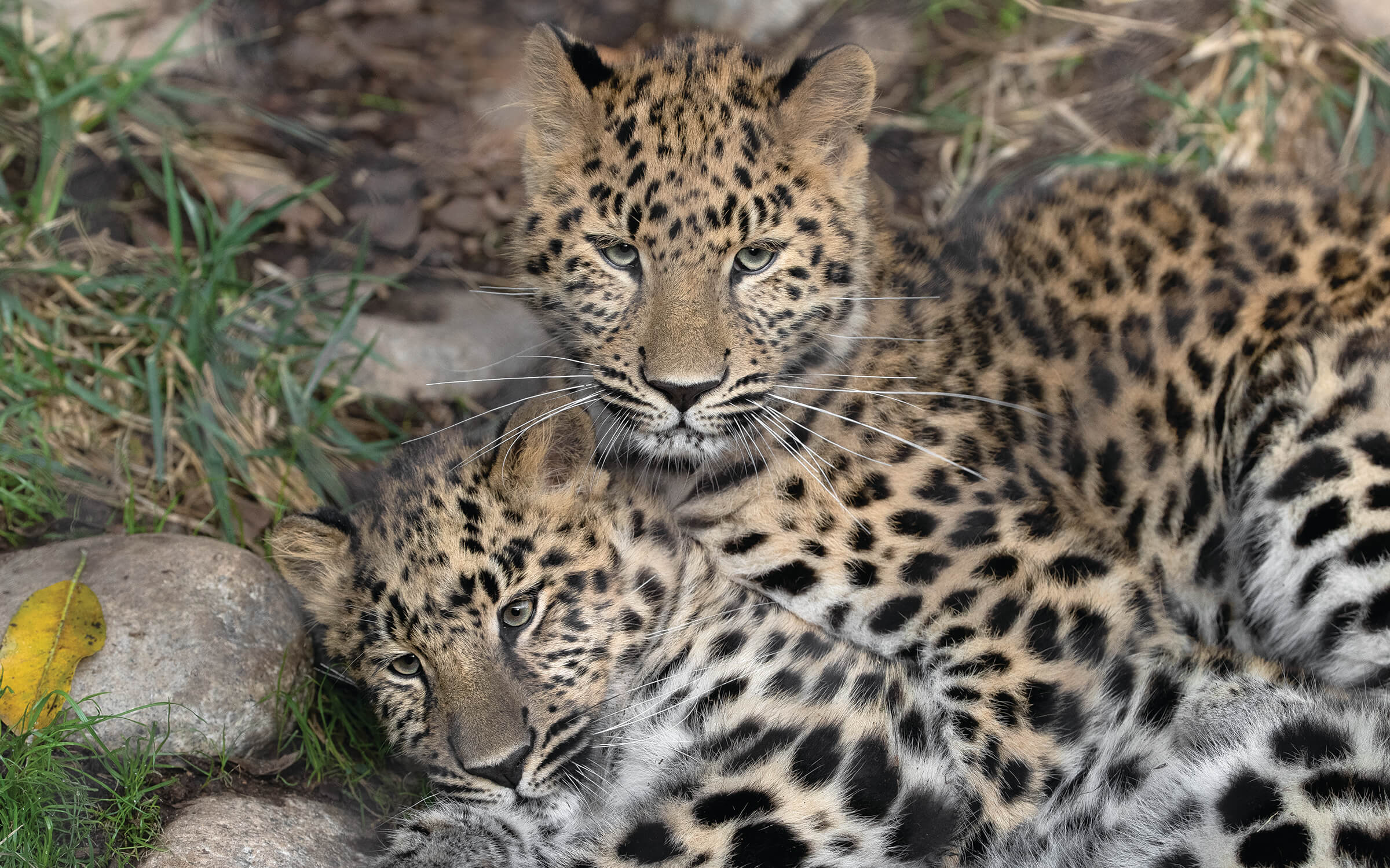 amur leopard cubs in snow