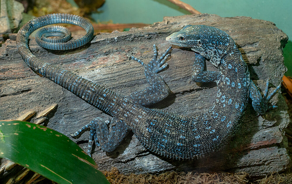 Living “Dragons” – San Diego Zoo Wildlife Alliance Stories