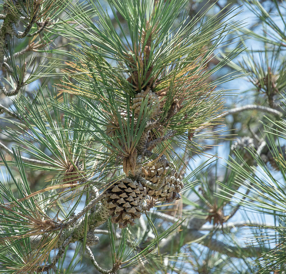 Tracking the Lost Conifer, Western White Pine