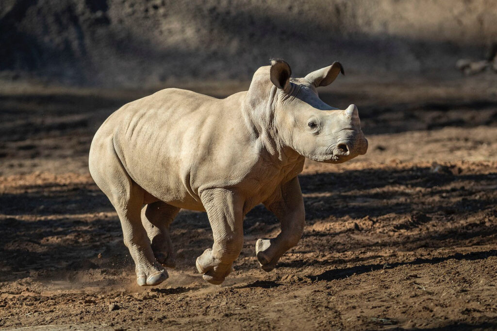 Rhinos at Nikita Kahn Rhino Rescue Center at the San Diego Zoo Safari Park  Explore New Habitat