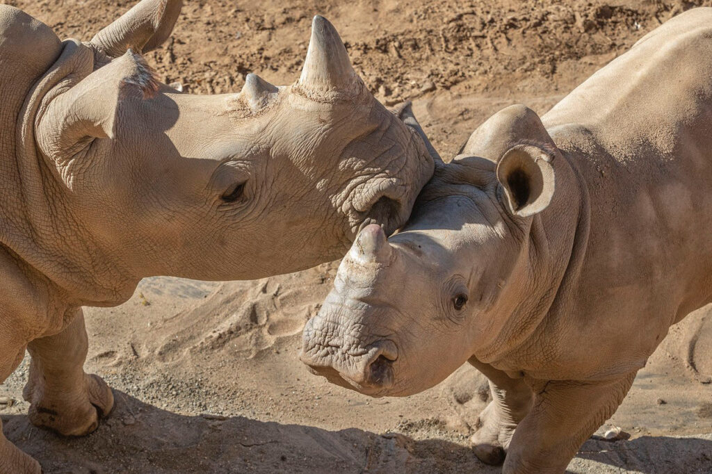 Rhinos at Nikita Kahn Rhino Rescue Center at the San Diego Zoo Safari Park  Explore New Habitat