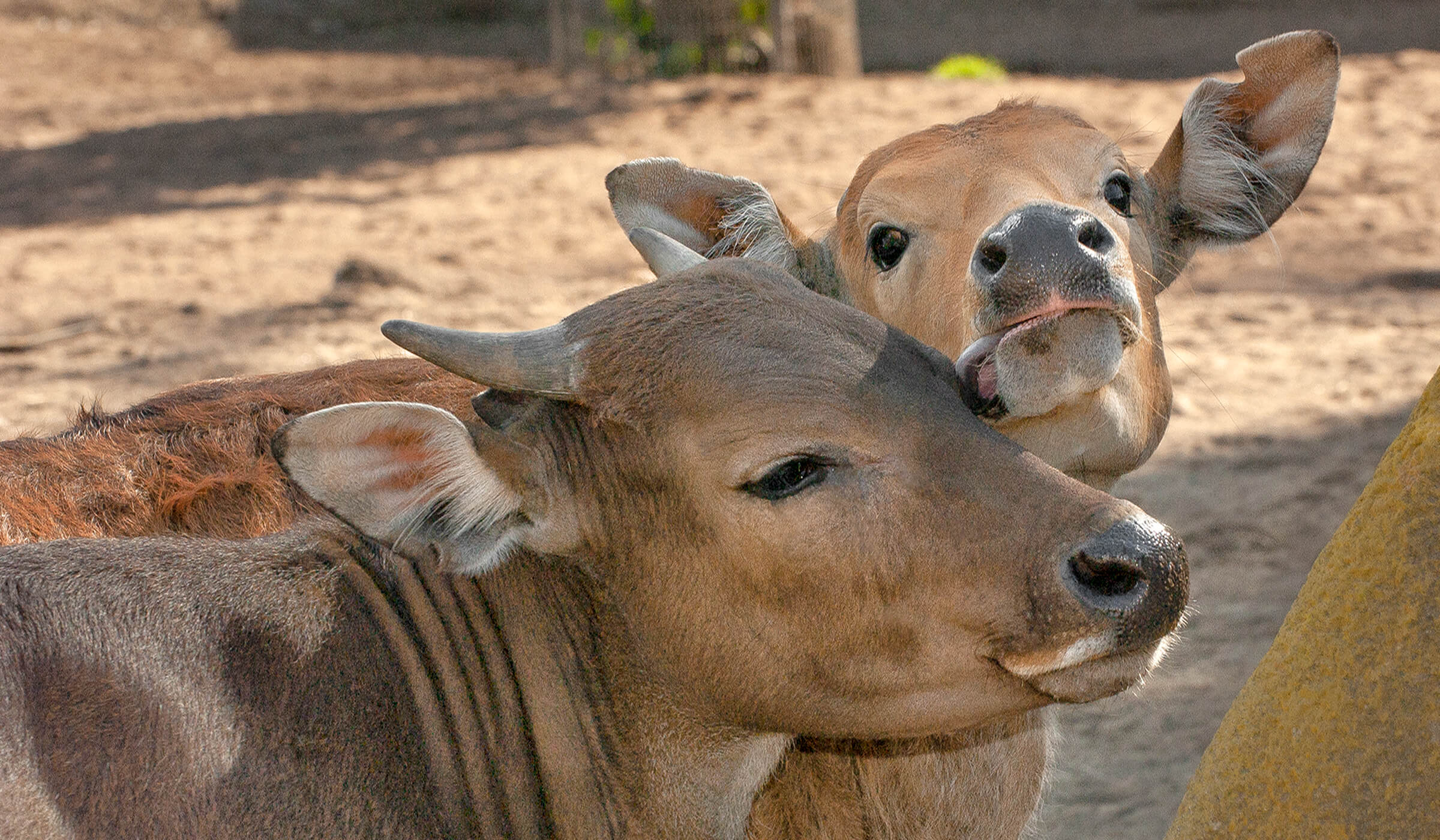 Wild Cattle  San Diego Zoo Animals & Plants