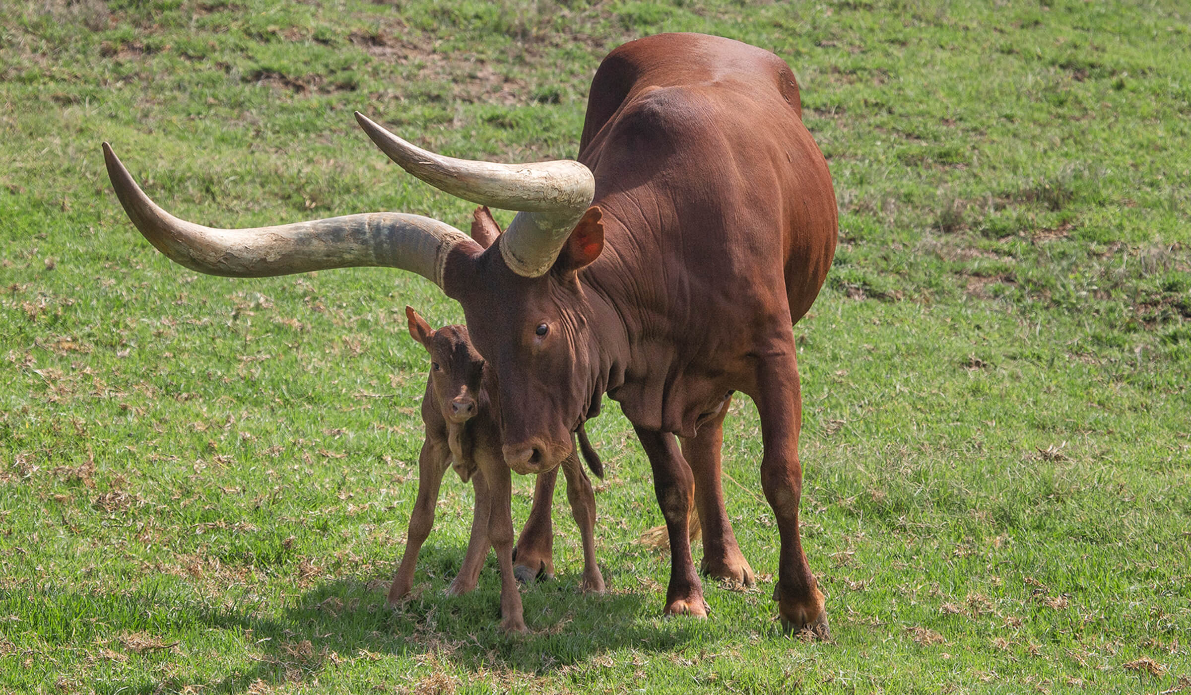 Wild Cattle  San Diego Zoo Animals & Plants