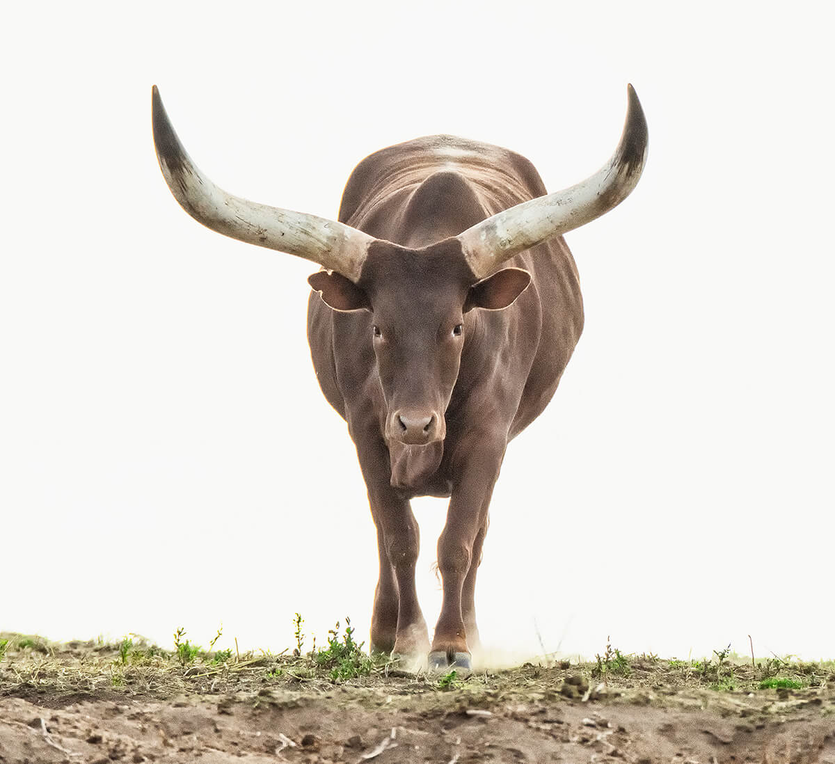 Wild Cattle  San Diego Zoo Animals & Plants