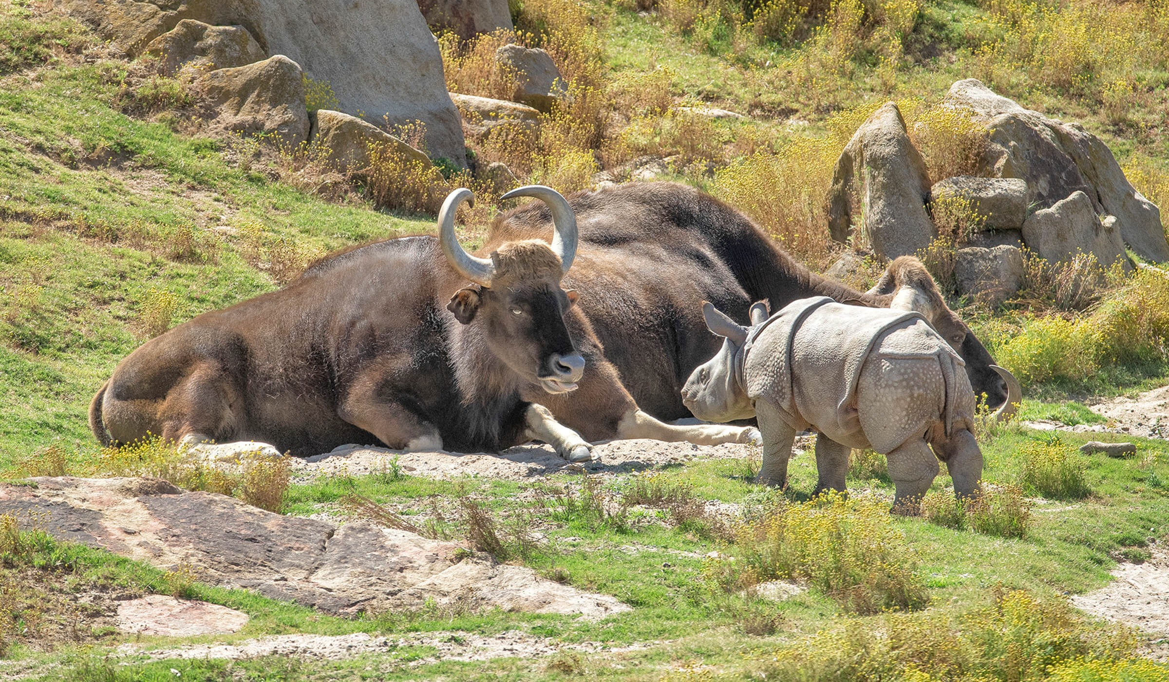 Wild Cattle  San Diego Zoo Animals & Plants