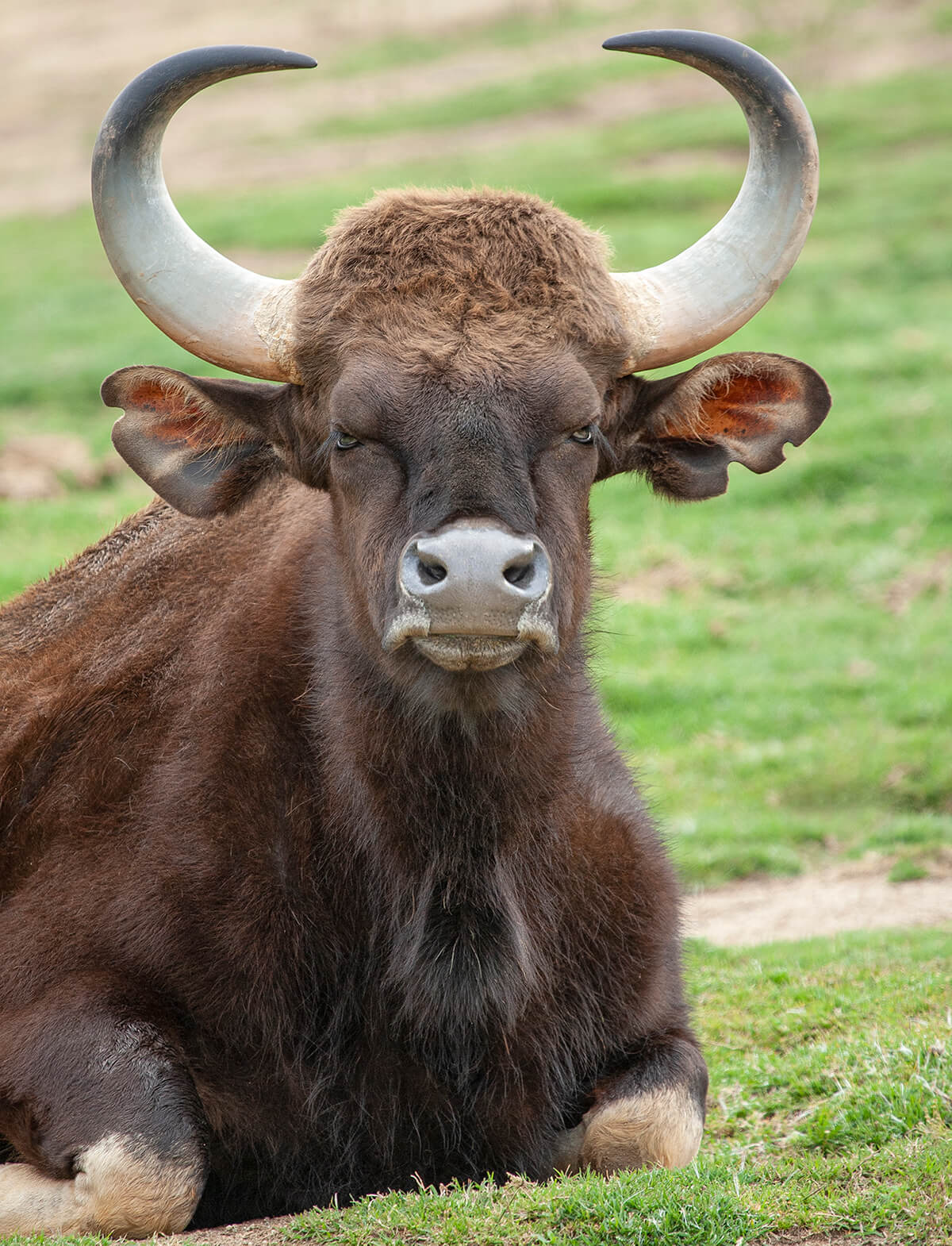 Wild Cattle  San Diego Zoo Animals & Plants