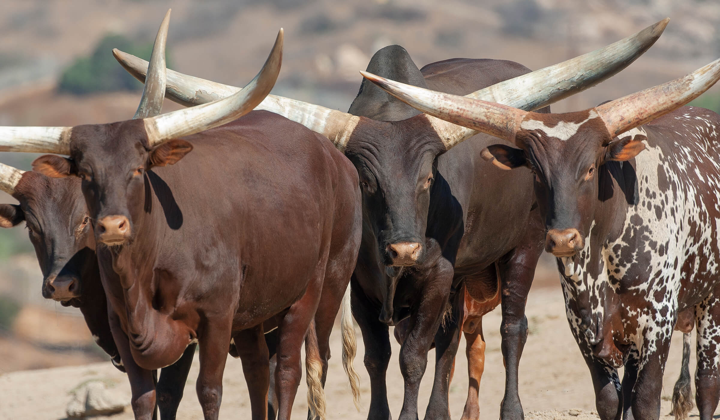 Wild Cattle  San Diego Zoo Animals & Plants