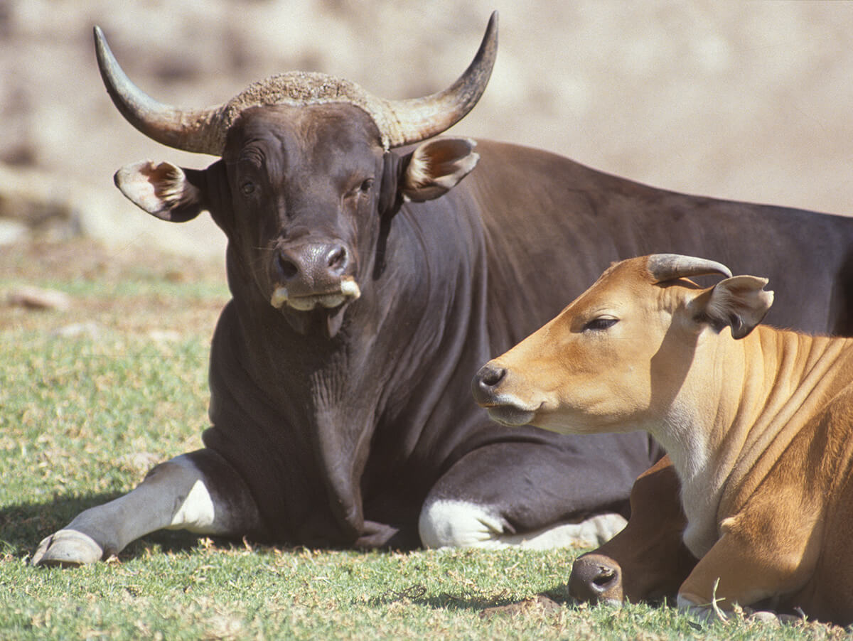 Wild Cattle  San Diego Zoo Animals & Plants