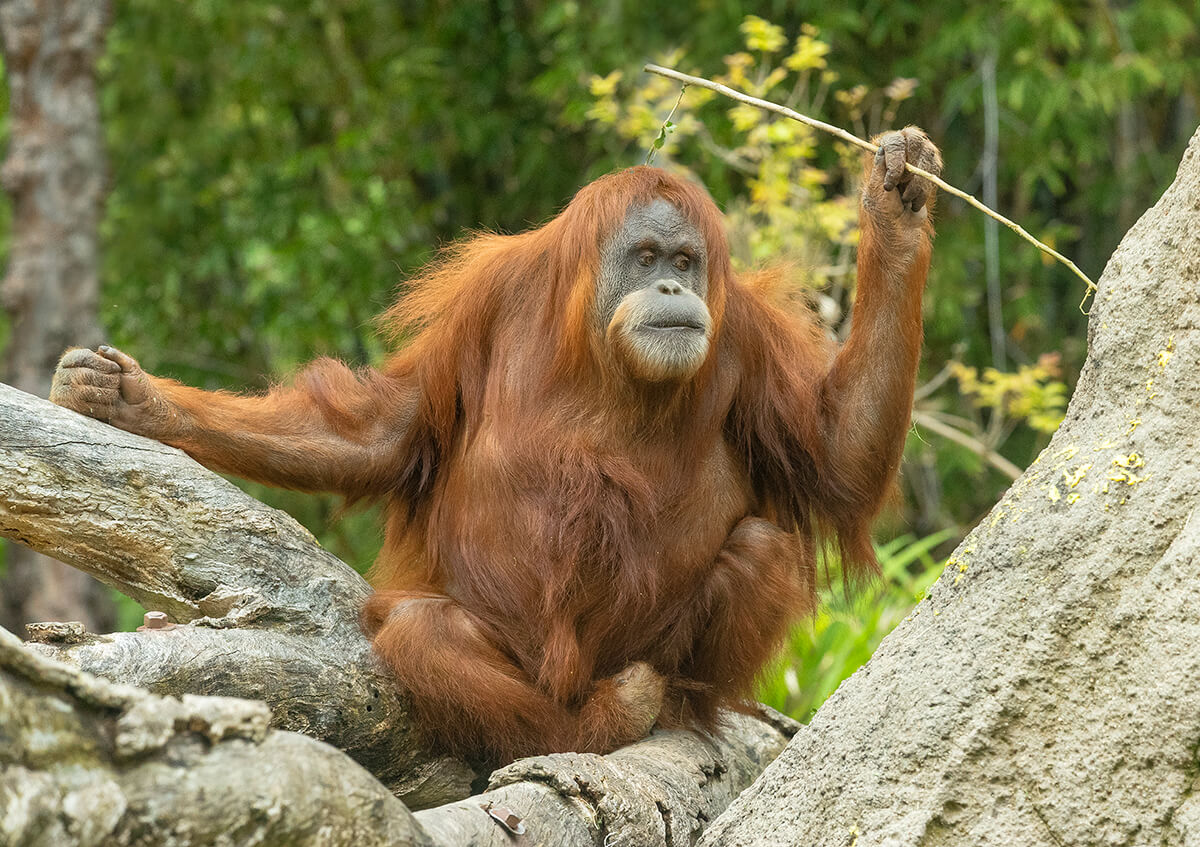 Joe Martin (orangutan) - Wikipedia