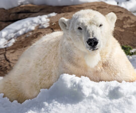 polar bear